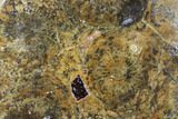 Polished Fossil Coral (Actinocyathus) - Morocco #84980-1